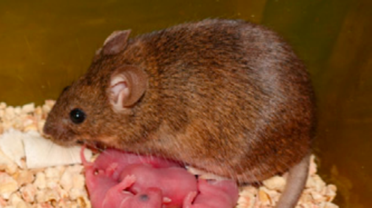 Таких мышат вырастили впервые. Фото: Cell Stem Cell