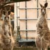 В Австралії кенгуру напав на людей
