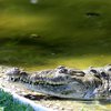 Мужчина упал в бассейн с крокодилами (видео)