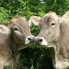 В "Укрлендфарминг" рассказали, как решить проблему с дорогими кормами для животноводства  