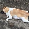 В Кропивницком живодер получила уголовный срок за убийства животных