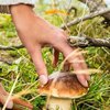 В Харьковской области дерево убило грибника