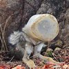 Волка с бутылкой на голове спасли от голодной смерти (фото)