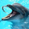 Зараза и "развод": Супрун "добралась" до дельфинов