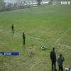 У Молдові на футбольному чемпіонаті коза допомогла забити гол (відео)