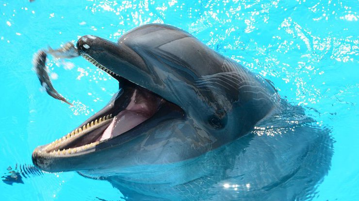 Дельфины могут заразить вас кандидозом, предупреждает Супрун. Илл.: pixabay.com
