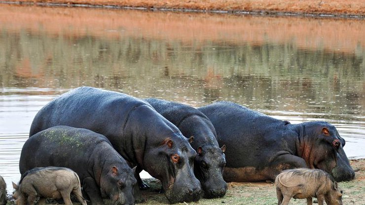 В Замбии считают, что бегемотов слишком много. Илл.: pixabay.com