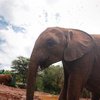 В Индии от удара током погибли семь слонов 
