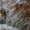 Зима близко: подробный прогноз погоды на ноябрь 
