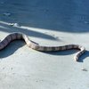 От укуса морской змеи впервые погиб человек