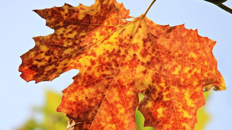 фото: pixabay.com
