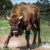 Туристка погибла во время забега быков во Франции