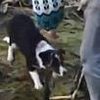 Спасение щенка из реки растрогало пользователей сети (видео) 
