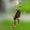 Почему нельзя убивать пауков дома