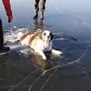 Cобака примерзла хвостом ко льду озера (видео)