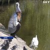У Дніпрі через забруднення водойми гинуть лебеді