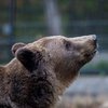 Медведь напал на женщину под Харьковом