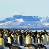 Пингвины попали в "смертельную ловушку" (видео)