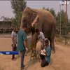 В Індії відкрили лікарню для слонів