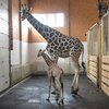 В Одессе родился жирафенок: первые фото малыша