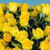 Приметы и суеверия: почему нельзя дарить желтые цветы