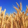В Украине собрали самый большой в истории урожай зерна