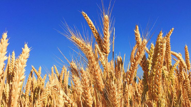 Урожай зерновых 2018 года стал самым большим за всю историю независимости Украины. Илл.: pixabay.com