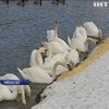 Лебеді залишилися зимувати на українських озерах