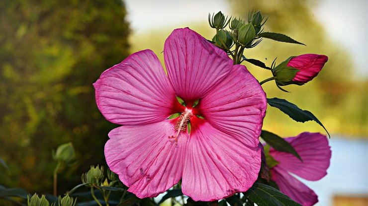 Гибискус - один из цветов-"мужегонов". Фото: pixabay.com