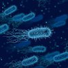 В Тихом океане обнаружили уникальный вид бактерий