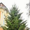 В Украине появилась первая новогодня елка