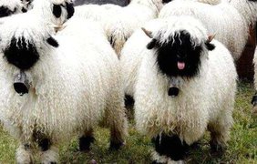 Фото: vokrugsveta.ua / Валлийские черноносые овцы