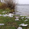 В Тернополе нашли сотни трупов отравленных птиц 