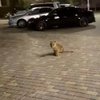 В Одессе по улице разгуливал львенок (видео)