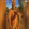 В Австралії пішов з життя найвідоміший у світі кенгуру