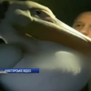 У Харкові врятували пелікана від холодної смерті