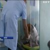 У Китаї почали клонувати домашніх тварин