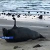Морський слон здивував відпочивальників у Новій Зеландії