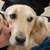 Собака-поводырь получила степень магистра 