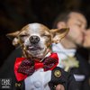 Лучшие свадебные фотографии 2018 года 