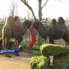 Мешканців зоопарку Лондона частували смаколиками до Різдва
