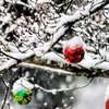 Погода на Новый год и Рождество 2019: синоптик дал неожиданный прогноз 