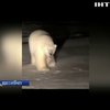 На Алясці подружилися ведмідь і собака (відео)