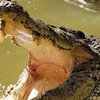 Крокодил утащил стиравшего в реке мальчика