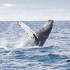 В Японии начнут массово убивать китов