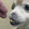 Аномальная собака без носа стала интернет-звездой (видео)
