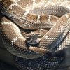Жуткое видео: фермер обнаружил под сараем сотни гремучих змей