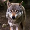 20 укусов: под Тернополем волк набросился на людей
