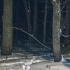 В Киеве пропавшего мужчину нашли мертвым в лесу