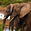 Драка слона и троих бегемотов насмешила пользователей сети (видео)